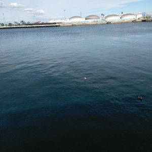 Meet your Posher, Dulce